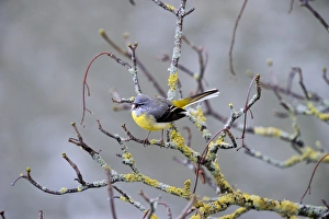 Grey Wagtail (Motacilla cinerea) male in song n early sping Norfolk Grey Wagtail (Motacilla cinerea) male in song n early sping Norfolk