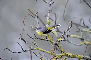 Sing Prints: Grey Wagtail (Motacilla cinerea) male in song n early sping Norfolk