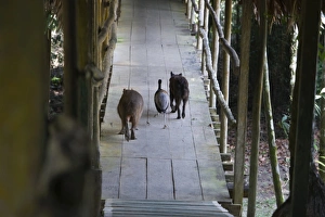 Grey-winged Trumpeter with dog and Capybara - the three amigos, Exploramo Lodge Amazon Grey-winged Trumpeter with dog and Capybara - the three amigos, Exploramo Lodge Amazon