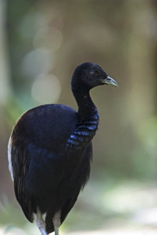Grey-winged Trumpeter Psophia crepitans Amazon Rainforest Peru Grey-winged Trumpeter Psophia crepitans Amazon Rainforest Peru