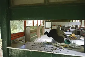 Neotropical Prints: Grey-winged Trumpeter Psophia crepitans looking for scraps around cafeteira at Amazonas