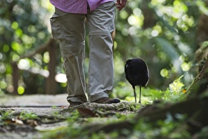 Grey-winged Trumpeter Psophia crepitans tame bird walking through forest with person Grey-winged Trumpeter Psophia crepitans tame bird walking through forest with person