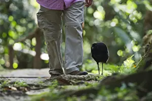 Neotropical Prints: Grey-winged Trumpeter Psophia crepitans tame bird walking through forest with person