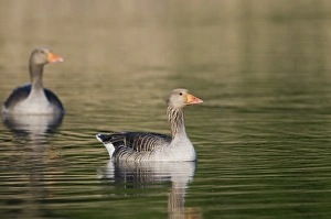 Greylag Geese Anser anser Cley Norfolk May