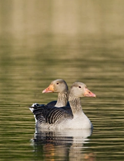 Wildfowl Prints: Greylag Geese Anser anser Cley Norfolk May