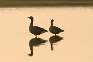 Dawn Prints: Greylag Geese Anser anser pair at dawn Titchwell Norfolk April