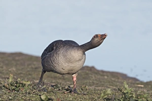 Greylag Goose Anser anser in aggressive posture Norfolk March Greylag Goose Anser anser in aggressive posture Norfolk March