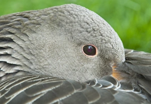 Close Up Prints: Greylag Goose Anser anser Cley Norfolk April
