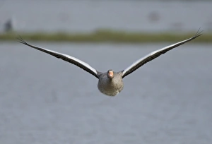 Geese Prints: Greylag Goose Anser anser Cley Norfolk August