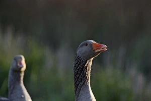 Greylag Geese Anser anser Cley Norfolk May