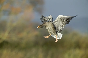 Greylag Goose, Anser anser, Scotland