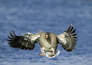 Greylag Goose Anser anser coming in to land Caerlaverock Scotland Greylag Goose Anser anser coming in to land Caerlaverock Scotland