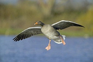 Greylag Goose, Anser anser, Scotland