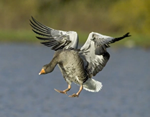 Greylag Goose, Anser anser, Scotland