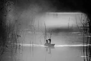 Black And White Prints: Greylag Goose Anser anser in dyke at dawn Cley NWT Reserve Norfolk April