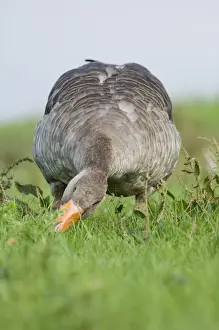 Images Dated 20th August 2006: Greylag Goose Anser anser grazing Cley North Norfolk summer