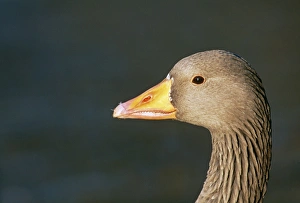 Close Up Prints: Greylag Goose, Anser anser, Scotland