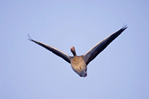 Greylag Goose, Anser anser, Scotland