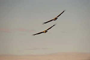 Griffon Vulture Gyps fulvus Catalonia Spain winter