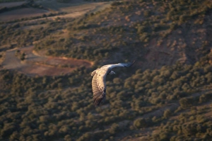 Griffon Vulture Gyps fulvus Catalonia Spain winter