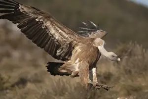 Vulture Prints: Griffon Vulture Gyps fulvus Catalonia Spain winter