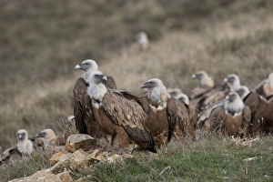 Griffon Vulture Gyps fulvus Catalonian Pyrenees Spain winter