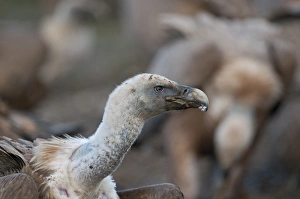 Griffon Vulture Gyps fulvus Catalonian Pyrenees Spain winter