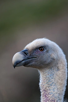 Griffon Vulture Gyps fulvus Catalonian Pyrenees Spain winter