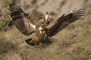 Griffon Vulture Gyps fulvus Catalonian Pyrenees Spain winter