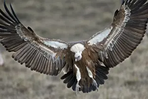 Griffon Vulture Gyps fulvus Catalonian Pyrenees Spain winter