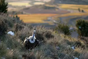 Vulture Prints: Griffon Vulture Gyps fulvus Catalonian Pyrenees Spain winter