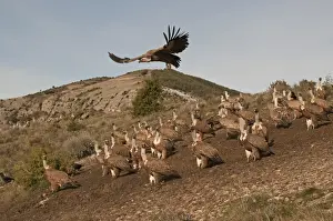Griffon Vulture Gyps fulvus Catalonian Pyrenees Spain winter