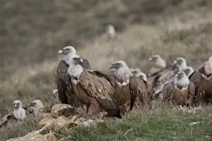Griffon Vulture Gyps fulvus Catalonian Pyrenees Spain winter