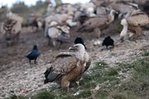 Griffon Vulture Gyps fulvus Catalonian Pyrenees Spain winter