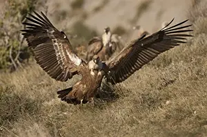 Griffon Vulture Gyps fulvus Catalonian Pyrenees Spain winter