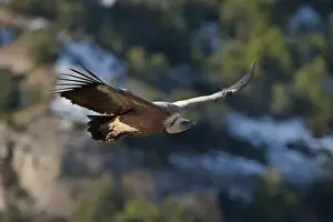 Griffon Vulture Gyps fulvus Catalonian Pyrenees Spain winter