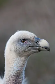 Griffon Vulture Gyps fulvus Catalonian Pyrenees Spain winter