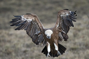 Griffon Vulture Gyps fulvus Pyrenees Spain