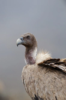 Vulture Prints: Griffon Vulture Gyps fulvus Spain winter