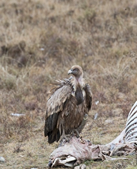 Griffon Vulture Gyps fulvus Spain winter