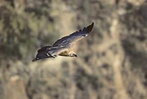 Images Dated 20th November 2008: Griffon Vulture Israel
