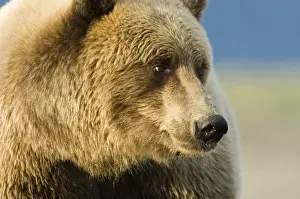 Grizzly Bear Ursos arctos in coastal creek Katmai Alaska USA August