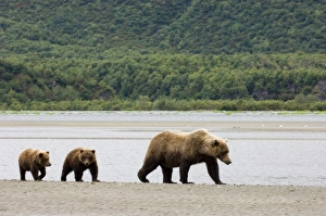 Grizzly Bear Ursos arctos with cubs Katmai Alaska July Grizzly Bear Ursos arctos with cubs Katmai Alaska July