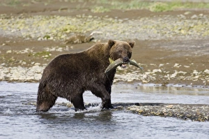 Grizzly Bear Ursos arctos with freshly caught salmon Katmai Alaska July Grizzly Bear Ursos arctos with freshly caught salmon Katmai Alaska July