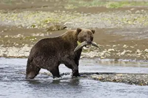 North America Prints: Grizzly Bear Ursos arctos with freshly caught salmon Katmai Alaska July