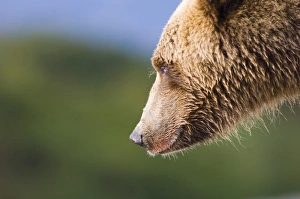 Grizzly Bear Ursos arctos Katmai Alaska July