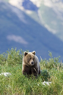 North America Prints: Grizzly Bear Ursos arctos Katmai Alaska July