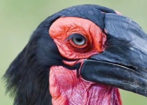 Africa Prints: Ground Hornbill Masai Mara Kenya