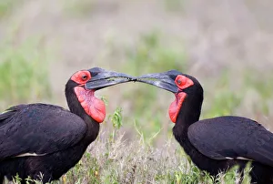 Ground Hornbills passing food Kenya