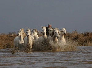 Camargue White Horse Camargue France
